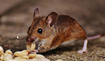 24 Hour & Emergency Exterminators in Beshoar Jct, CO